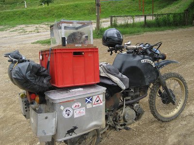 Vacanza da cani.jpg
