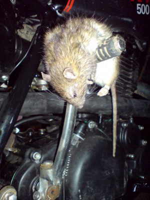 ratte.jpg