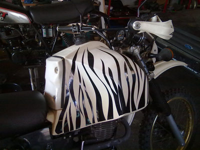 zebra2.jpg